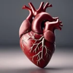 Anatomy of the human heart post img