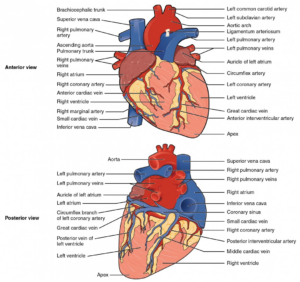 Anatomy of the Human Heart