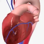 Left Anterior Descending Artery post img