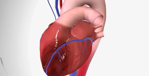 Left Anterior Descending Artery